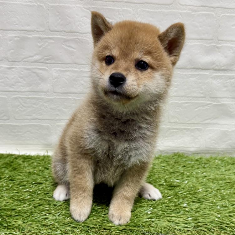animal_image