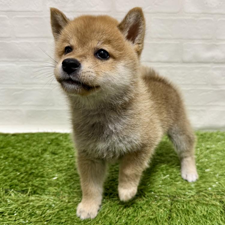 animal_image