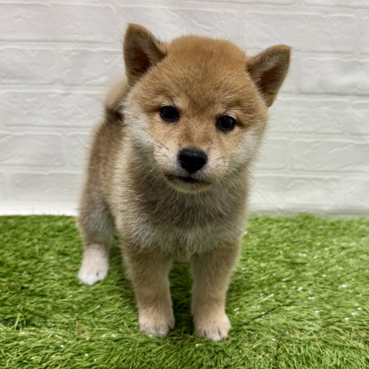 animal_image