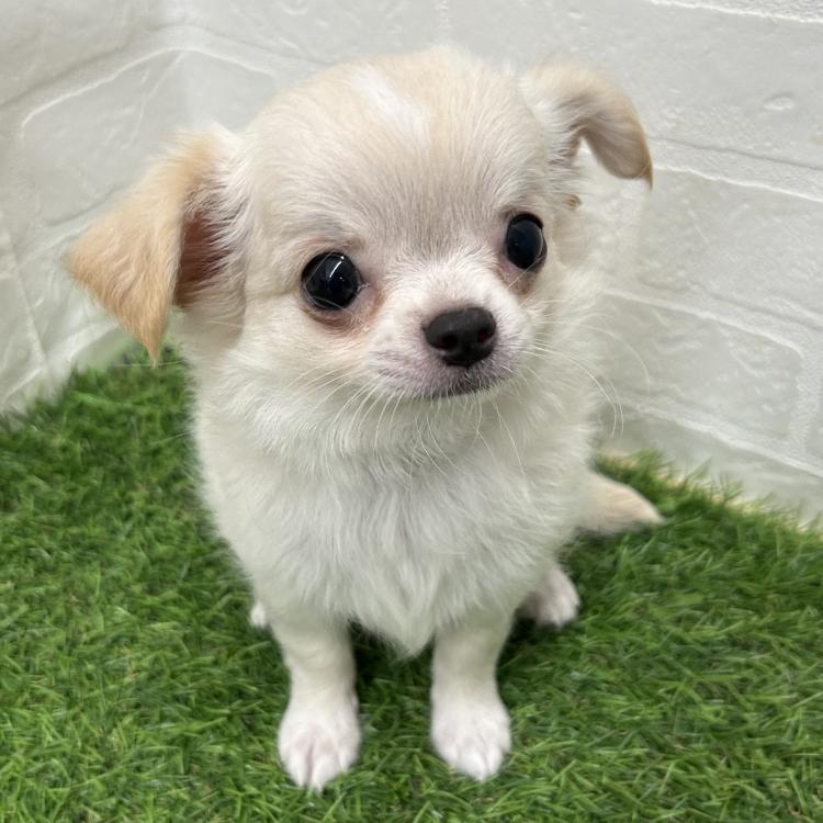 animal_image