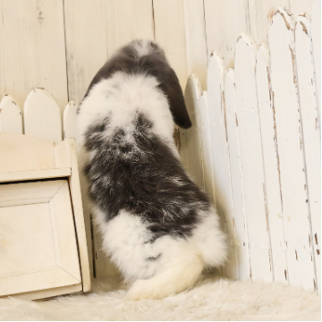 animal_image
