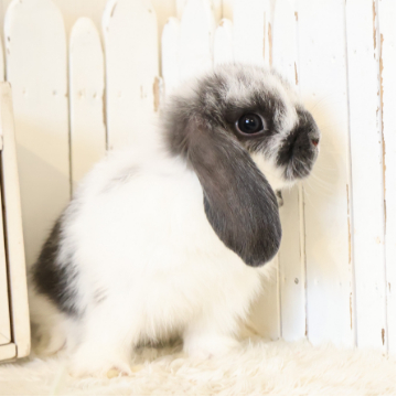 animal_image