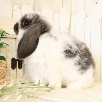 animal_image