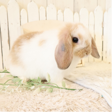 animal_image