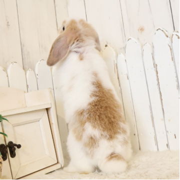 animal_image