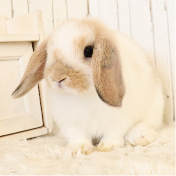 animal_image