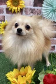 animal_image