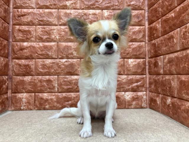 animal_image