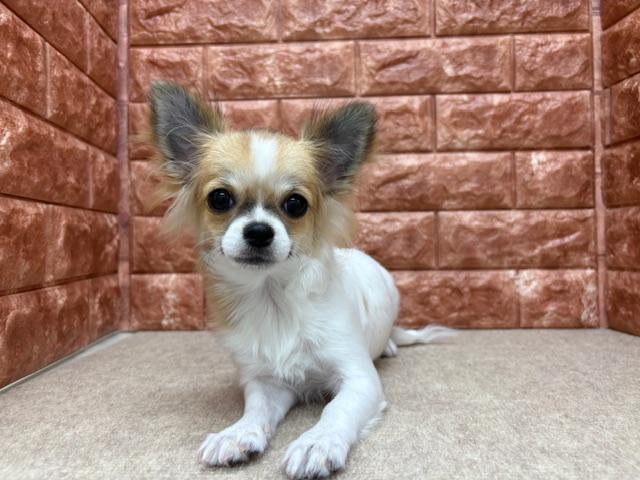 animal_image