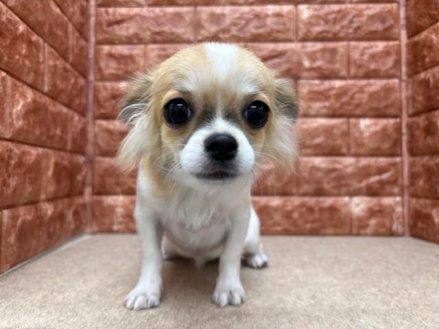 animal_image