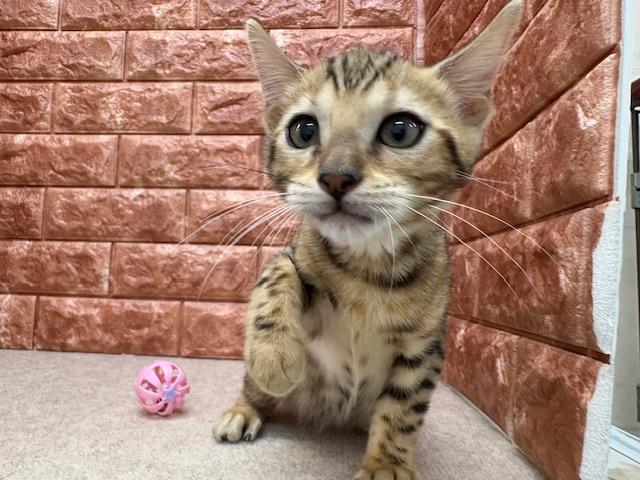 animal_image