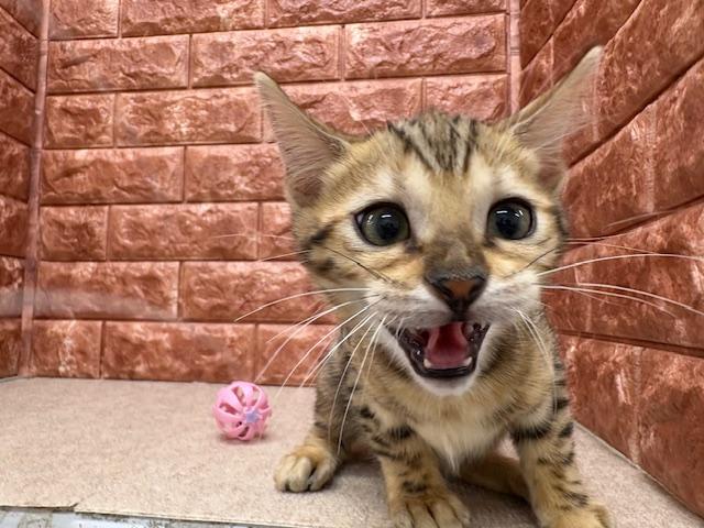 animal_image