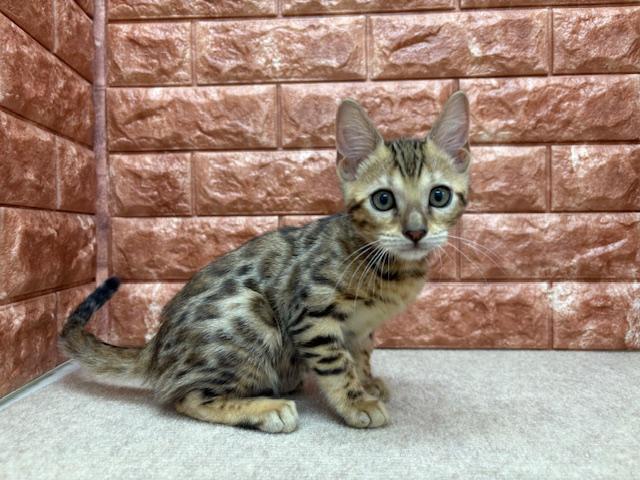 animal_image