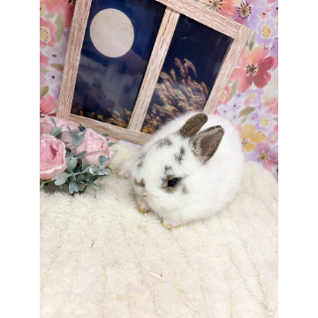 animal_image