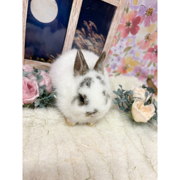 animal_image