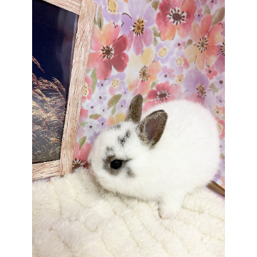 animal_image