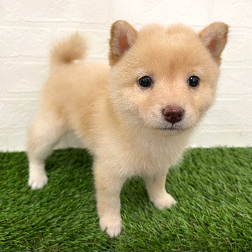 animal_image