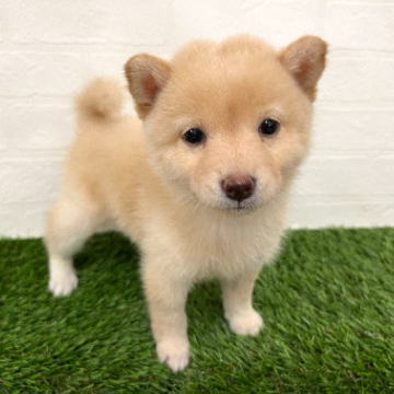 animal_image