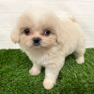 animal_image