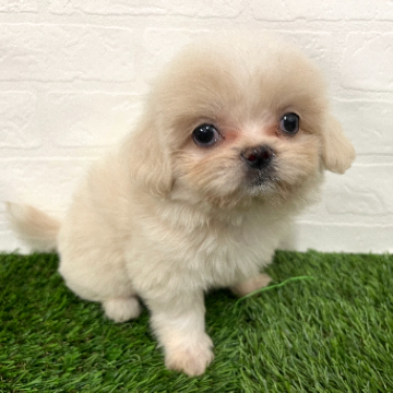 animal_image