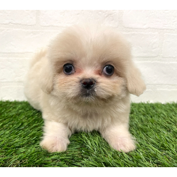 animal_image