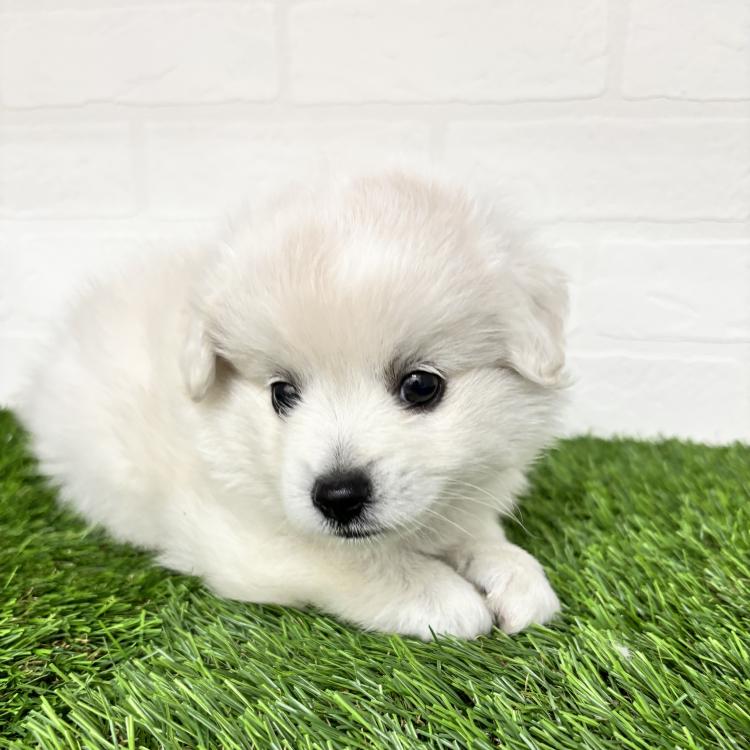 animal_image
