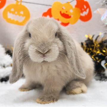 animal_image