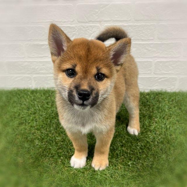 animal_image