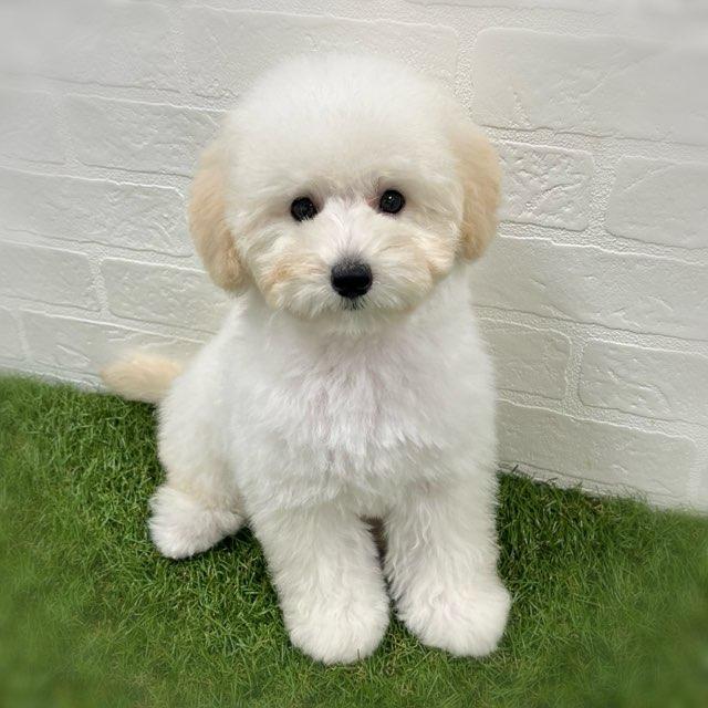 animal_image