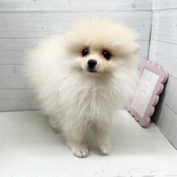 animal_image
