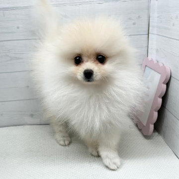 animal_image