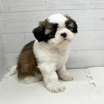 animal_image