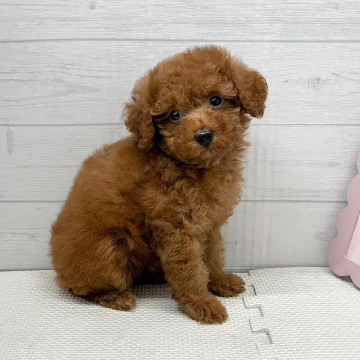 animal_image