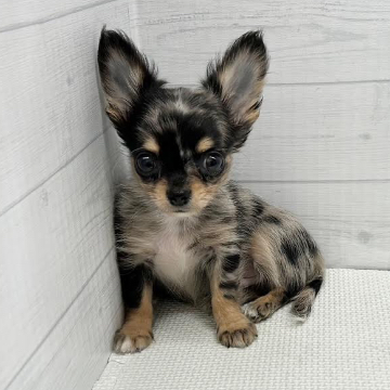 animal_image
