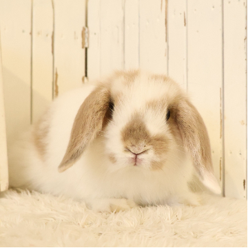 animal_image