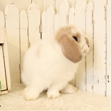animal_image