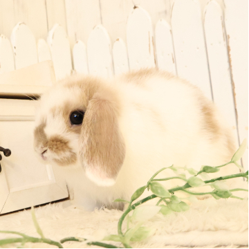 animal_image
