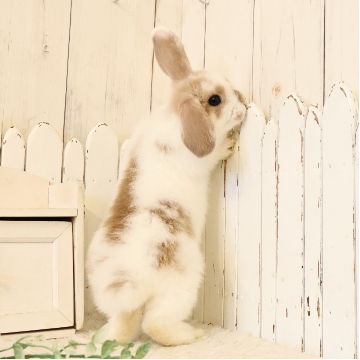animal_image