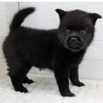 animal_image