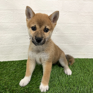 animal_image
