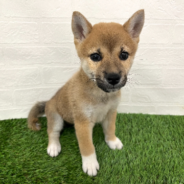 animal_image