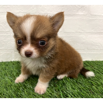 animal_image