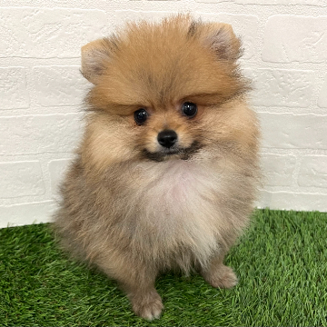 animal_image