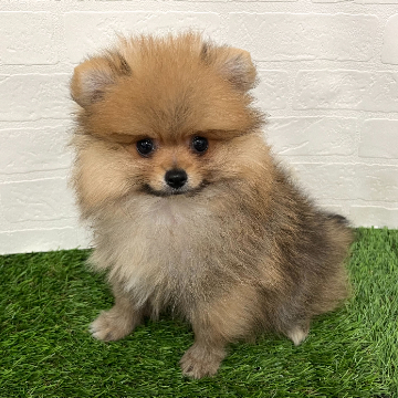 animal_image