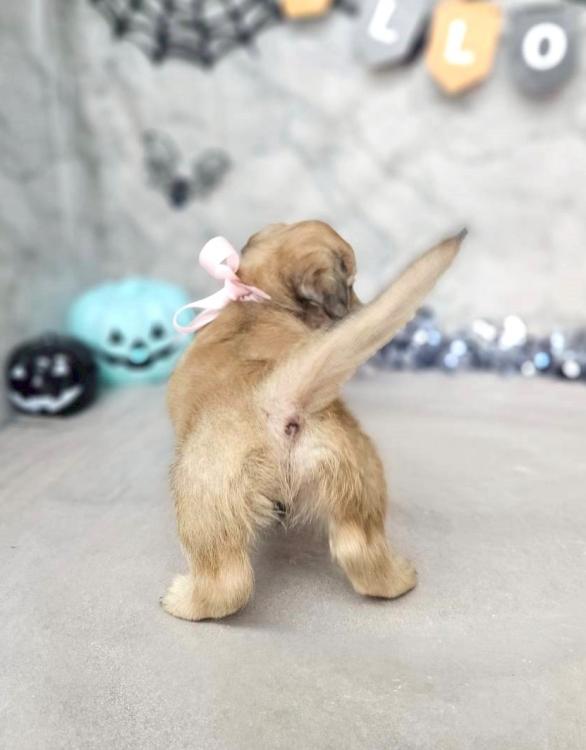 animal_image