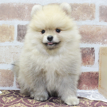 animal_image
