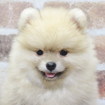 animal_image