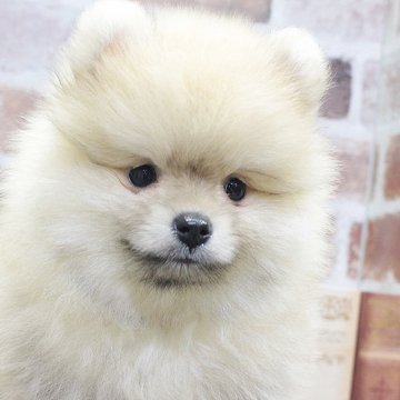 animal_image