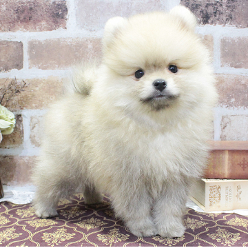 animal_image