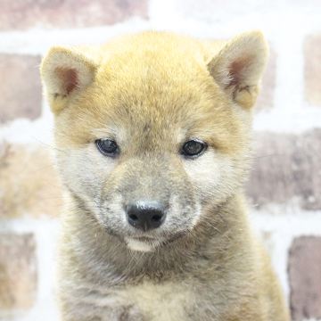 animal_image